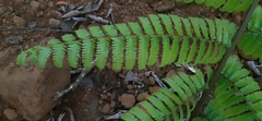 Sphaeropteris