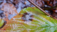 Parallelodiplosis subtruncata