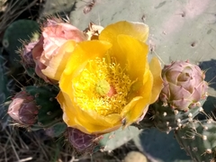 Opuntia