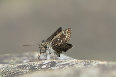 Sovia albipectus