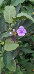 Brunfelsia grandiflora