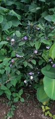 Brunfelsia grandiflora