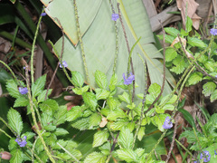 Stachytarpheta urticifolia