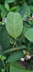 Brunfelsia grandiflora
