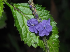 Stachytarpheta urticifolia