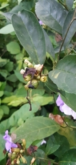 Brunfelsia grandiflora