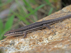 Trachylepis varia