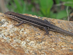 Trachylepis varia