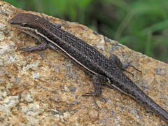 Trachylepis varia