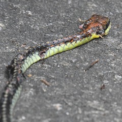 Dendrelaphis kopsteini
