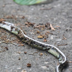 Dendrelaphis kopsteini
