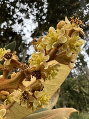 Ocotea caesariata