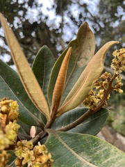 Ocotea caesariata