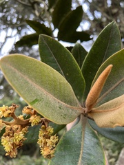 Ocotea caesariata