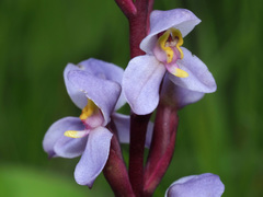 Disa similis