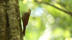 Lepidocolaptes affinis