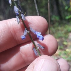 Salvia helianthemifolia