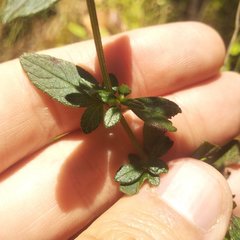 Salvia helianthemifolia