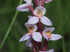 Disa similis
