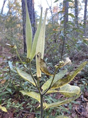 Asclepias variegata