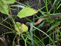 Rhabdophis subminiatus