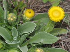 Helichrysum decorum
