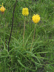 Kniphofia baurii