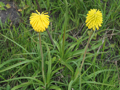 Kniphofia baurii