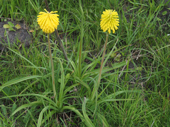 Kniphofia baurii