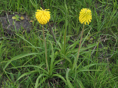 Kniphofia baurii