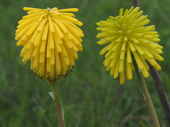 Kniphofia baurii