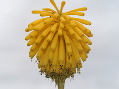 Kniphofia baurii