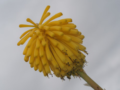 Kniphofia baurii