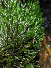 Fissidens grandifrons