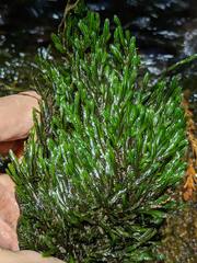 Fissidens grandifrons