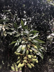 Litchi