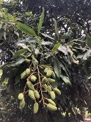 Litchi