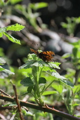Polygonia c-album