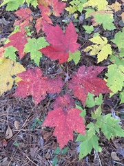 Acer rubrum rubrum