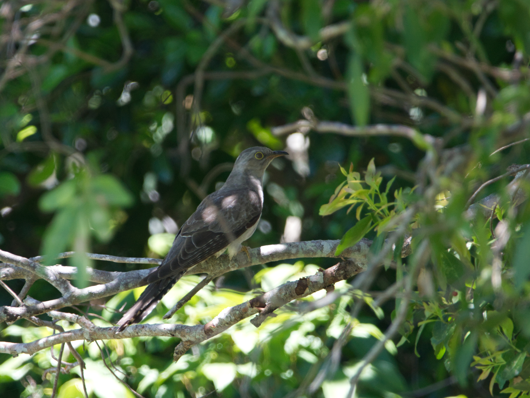 Pallid Cuckoo illustration