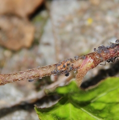 Aphidoletes