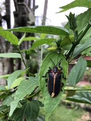 Mecistomela marginata