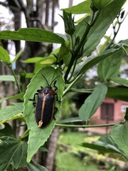 Mecistomela marginata