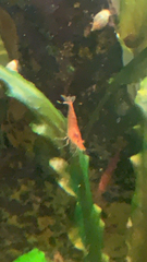 Neocaridina davidi