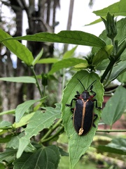 Mecistomela marginata