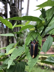 Mecistomela marginata