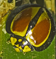 Australoneda bourgeoisi