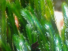 Fissidens grandifrons