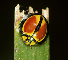 Australoneda bourgeoisi