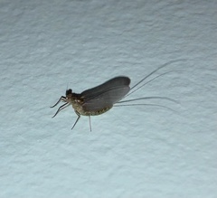 Ephemeroptera